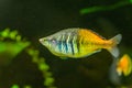 Striped raindbow fish in closeup, colorful and popular pet in aquaculture, tropical and endangered fish specie from lake Ayamaru