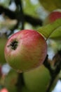 Striped, red apple with dew drops on a tree branch Royalty Free Stock Photo