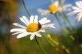 Striped red-black beetle on chamomile collects nectar