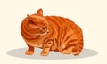 Striped red cat sits fluffed tail. Menacing pose. Dissatisfied cat wags his tail. Favorite pets. Realistic vector