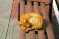 Striped red cat sleeping on a bench Royalty Free Stock Photo