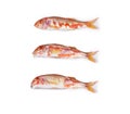 Striped red mullet, isolated on white Royalty Free Stock Photo