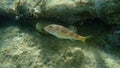 Striped red mullet or surmullet Mullus surmuletus undersea, Aegean Sea, Greece. Royalty Free Stock Photo