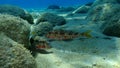 Striped red mullet or surmullet Mullus surmuletus undersea, Aegean Sea, Greece. Royalty Free Stock Photo