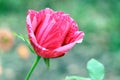 Striped red rose in garden. Red fose. Gardening