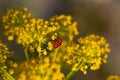 Striped red stink bug among yellow fennel flowers Royalty Free Stock Photo