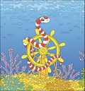 Poisonous sea snake on a helm among corals