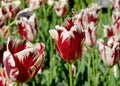 Striped Rembrandt tulips