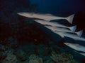 Striped Remoras Echeneis naucrates in the Red Sea Royalty Free Stock Photo