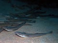 Striped Remoras Echeneis naucrates in the Red Sea Royalty Free Stock Photo