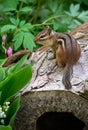 Striped rodent on top of a log Royalty Free Stock Photo