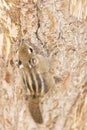 A striped rodents marmots chipmunks squirrel spotted on a tree trunk on hunting mood. Animal behavior themes. Focus on eye