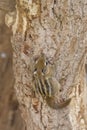 A striped rodents marmots chipmunks squirrel spotted on a tree trunk on hunting mood. Animal behavior themes. Focus on eye