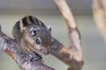 A striped rodents marmots chipmunks squirrel spotted on a tree trunk on hunting mood. Animal behavior themes. Focus on eye