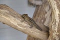 A striped rodents marmots chipmunks squirrel spotted on a tree trunk on hunting mood. Animal behavior themes. Focus on eye
