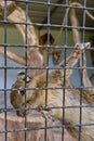 A striped rodents marmots chipmunks squirrel spotted on a tree trunk on hunting mood. Animal behavior themes. Focus on eye