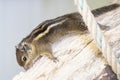 A striped rodents marmots chipmunks squirrel spotted on a tree trunk on hunting mood. Animal behavior themes. Focus on eye