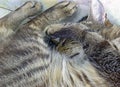 Striped rolled up sleeping cat Royalty Free Stock Photo