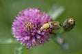 Striped scarab beetle and a clover flower Royalty Free Stock Photo