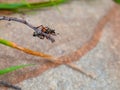 Striped scarab beetle hanging upside down Royalty Free Stock Photo