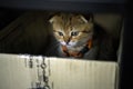 Striped Scottish Fold kitten playing naughty and secretly in the box In the dark looking down, a pitiful cat hides in a cardboard Royalty Free Stock Photo