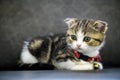 Striped Scottish Fold kitten Sitting on a dark gray sofa and looking to the side, full front view, a cute little cat, a beautiful Royalty Free Stock Photo