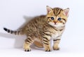 Striped scottish kitten with blue eyes