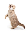 Striped Scottish kitten fold dancing isolated
