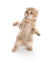 Striped Scottish kitten fold dancing isolated