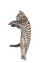 Striped Scottish kitten pure breed jumping isolated