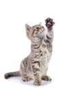 Striped Scottish kitten pure breed sitting with paw stretched out isolated