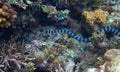 Striped sea snake underwater photo. Dangerous marine animal.
