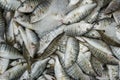 Striped Seabream Fish Royalty Free Stock Photo