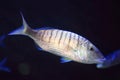 Striped seabream Royalty Free Stock Photo