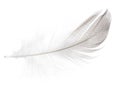 Striped seagull feather on white Royalty Free Stock Photo