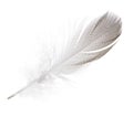 Striped seagull straight feather isolated on white Royalty Free Stock Photo