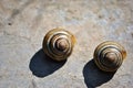 Striped shells of Theba pisana white garden snail, sand hill snail, white Italian snail, grape snail Royalty Free Stock Photo