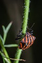 The striped shield bug