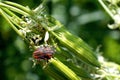 Striped shield bug on flowering plant