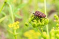 Striped shield bug eating umbelliferous plants