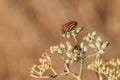 Striped shield bug, Graphosoma lineatum subspecies. siciliensis, Malta, Mediterranean Royalty Free Stock Photo