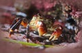 Striped Shore Crab, Pachygrapsus Crassipes