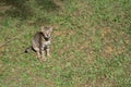 Striped shot hair cat on a green grass Royalty Free Stock Photo