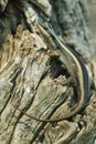 Striped Skink Royalty Free Stock Photo
