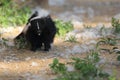 Striped skunk Royalty Free Stock Photo