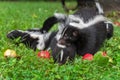 Striped Skunk Doe Mephitis mephitis Sniffs at Kit in Apple Strewn Grass Summer Royalty Free Stock Photo