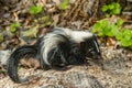 Striped Skunk Kit in the garden