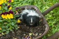 Striped Skunk Kit in the garden