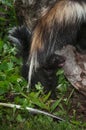 Striped Skunk Kit Mephitis mephitis Cries Out Under Mother`s T