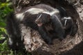 Striped Skunk Kits Doe Mouth Open in Log with Kits Royalty Free Stock Photo